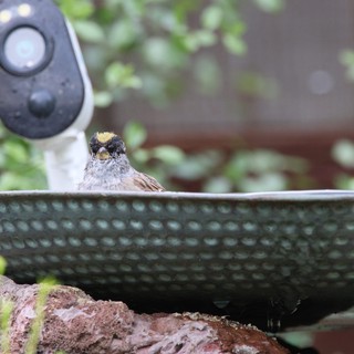 Golden-Crowned Sparrow at Bird Bath with Security Camera