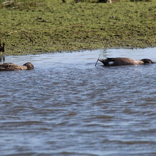 Northern Pintail Ducks Foraging in Wetland Shallows