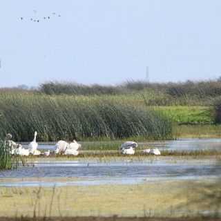 White Swans and Waterfowl in Wetland Marsh Habitat