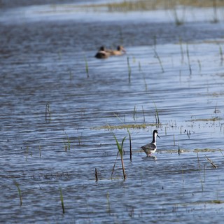 Canada Goose Wading Through Wetland Shallows