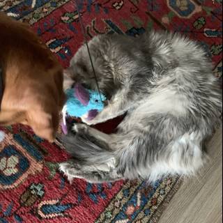 Dog and Cat Playtime