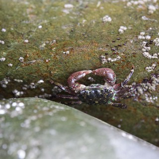 Tiny Crab Clings to Algae-Covered Tidal Rock