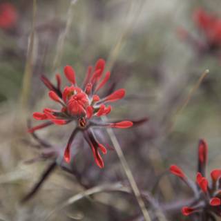 Red Geranium Flower with Black Petals