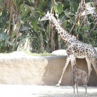 Majestic Mother Giraffe and Baby Giraffe