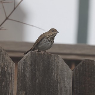 Small Thrush Perched on Weathered Wooden Fence