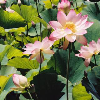 Majestic Lotus Blossom