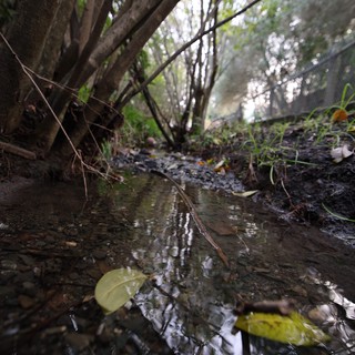 woodland trail