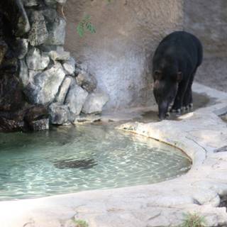 Thirsty Black Bear