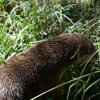 Otter's Discovery