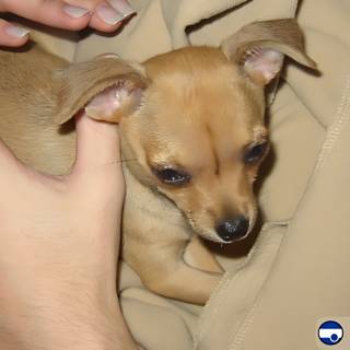 Cute Chihuahua Puppy in Loving Arms
