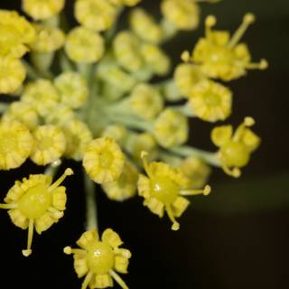 Yellow Blossoms of the Flavorful Apiaceae Plant