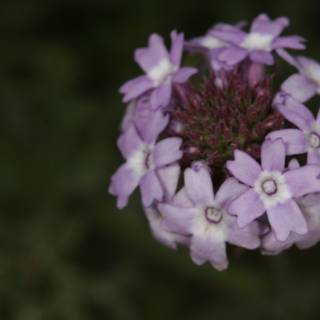 Purple Geranium in Bloom