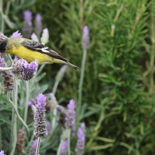 Lesser Goldfinch Feeding on Purple Lavender Flowers