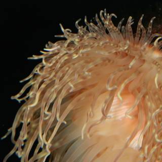 Fuzzy-Tailed Sea Anemone