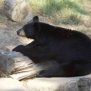 Tranquility in Black - The Majestic SF Zoo Bear