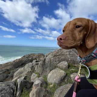 Coastal Canine on the Rocks