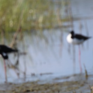 Black-Necked Stilts Wading in Shallow Wetland Waters