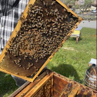 Beekeeper Showing Off 120 Honey Bees