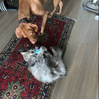 Furry Friends' Playtime