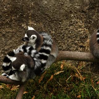 Trio of Lemurs at Oakland Zoo