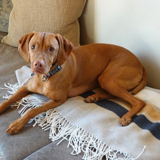 Relaxed Vizsla Resting on Couch with Blanket