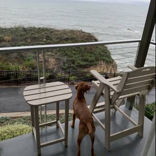 Balcony Dog with an Ocean View
