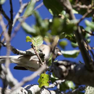 Fleeting Glimpse of Feathers