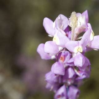 Radiant Purple Blossom