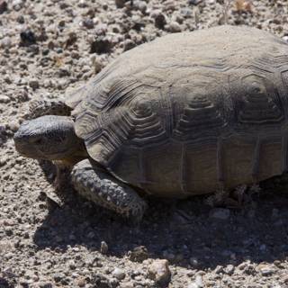 Desert Turtle Strolls the Arid Terrain