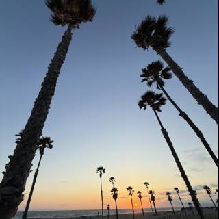 Palm Silhouettes at Sunset