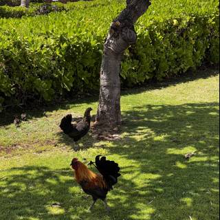 Two Roosters in the Hawaiian Backyard