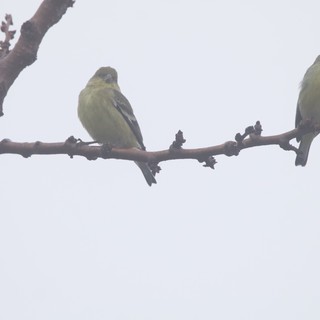 Two Lesser Goldfinches Perched on Winter Branch
