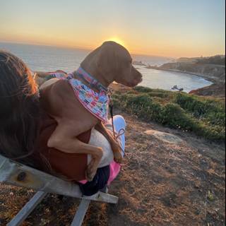 Sunset Serenade with Canine Companion