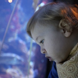 Child's Wonder at Aquarium Display