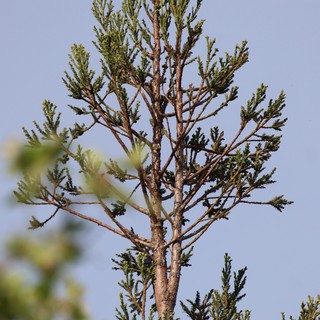 Cedar Waxwing Perched on Evergreen Branch at Dusk