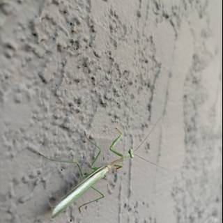 Wall Crawler