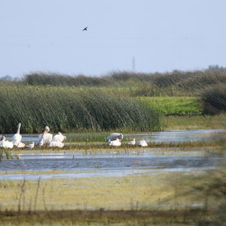 Dalmatian Pelicans and Great Egrets in Wetland Habitat