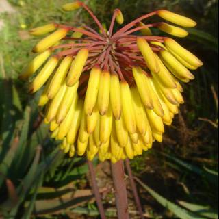 Vibrant Yellow Flower with Red Stems