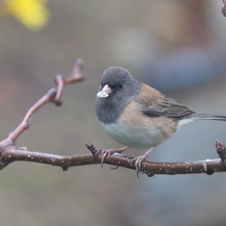 Dark-eyed Junco Perched on Winter Branch