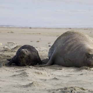 Mother and Pup Elephant Seals Resting on Beach