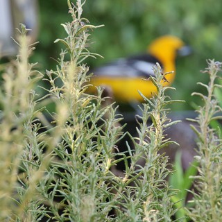 Hooded Oriole Hidden Among Rosemary Blooms