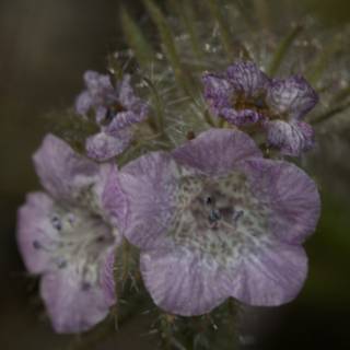 Bold and Beautiful Geranium Flower