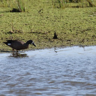 Blue-winged Teal Duck Wading in Wetland Marsh
