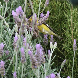 Yellow Bird Perched Among Lavender Flowers in Garden