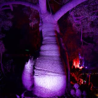 Enchanted Night in the Garden