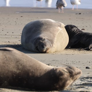 Elephant Seal Mother and Pup Resting on Beach
