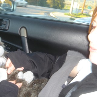Passenger Napping with Stuffed Monkey on Road Trip