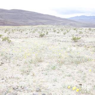 Sunlit Field of Yellow Agropyron