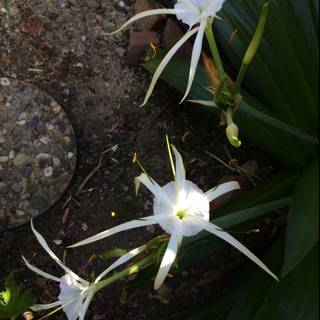 White Flowers in Altadena