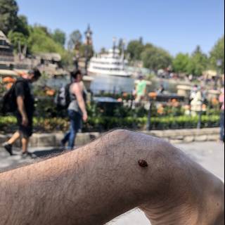 Ladybug Perched on Man's Arm